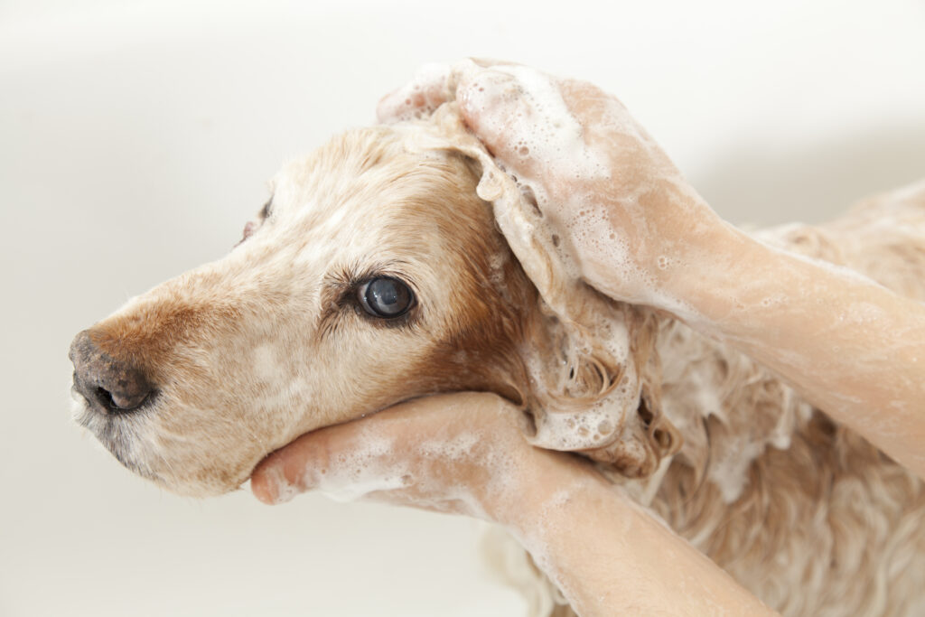 Large selection of dog shampoo